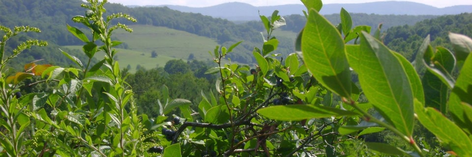 Bozberry Farms Blueberry Farm Valley Overlook